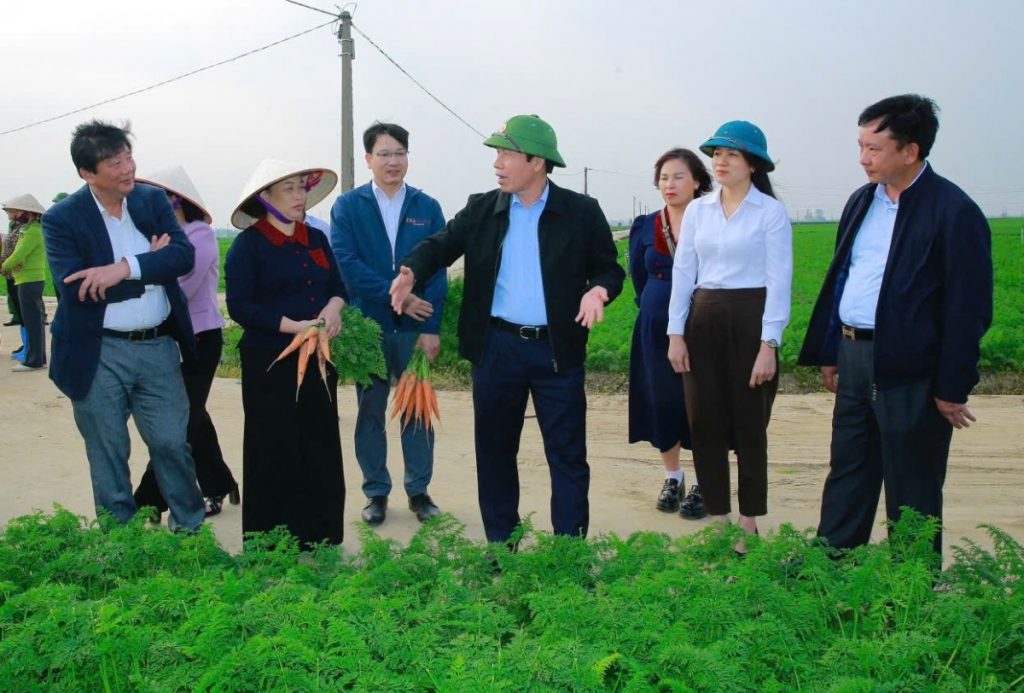 Hải Phòng Cà rốt xã Tuệ Tĩnh mở rộng thị trường xuất ngoại