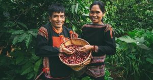 Giá cà phê hạ nhiệt, xuất khẩu năm 2026 khó lặp lại kỷ lục của năm 2025?