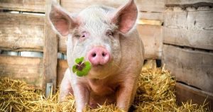 Dự báo giá heo hơi ngày 27/1: Đà tăng vẫn tiếp tục kéo dài