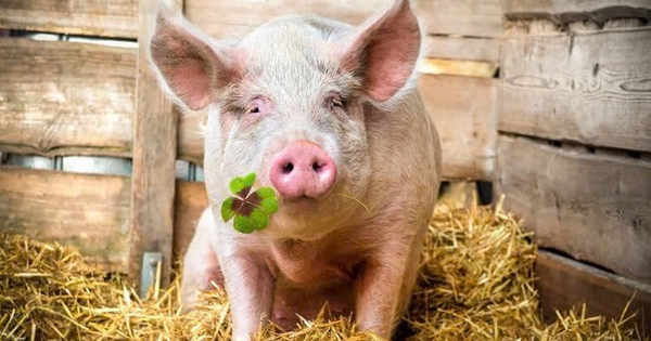 Dự báo giá heo hơi ngày 27/1: Đà tăng vẫn tiếp tục kéo dài