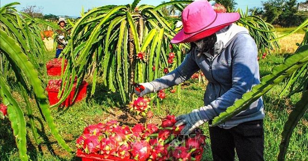 Thanh long nghịch vụ giá cao