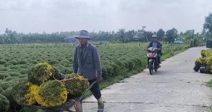 Hoa Tết Vĩnh Long: Cúc mâm xôi khan hàng, giá leo thang