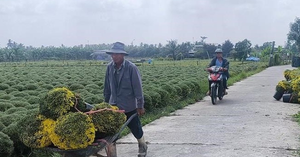 Hoa Tết Vĩnh Long: Cúc mâm xôi khan hàng, giá leo thang