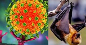 Bộ Y tế: Việt Nam chưa xuất hiện ca mắc virus Nipah