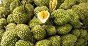 Giá sầu riêng hôm nay 13/1 tiếp tục giữ xu hướng ổn định, siết chặt và nâng cao chất lượng quản lý ngành sầu riêng