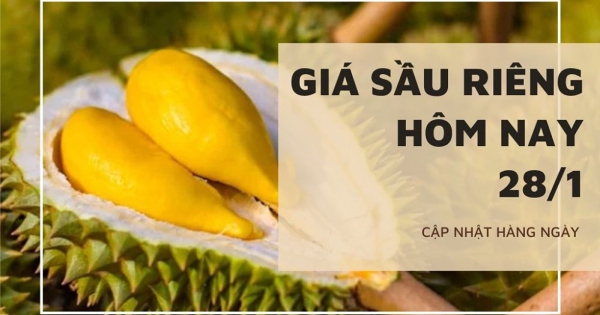 Giá sầu riêng hôm nay 28/1: Duy trì ổn định, bảo vệ vườn sầu riêng bằng giải pháp trữ nước ngọt trong mùa hạn mặn