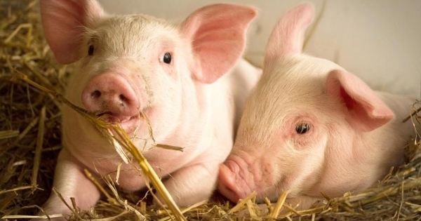 Dự báo giá heo hơi ngày 20/1: Sẽ tiếp tục đi lên
