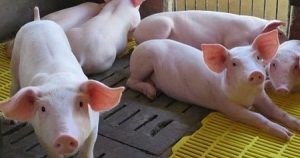 Dự báo giá heo hơi ngày 30/1: Thị trường biến động khó lường