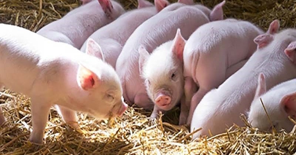 Dự báo giá heo hơi ngày 26/1: Thị trường sẽ tiếp tục đi lên trong tuần tới.