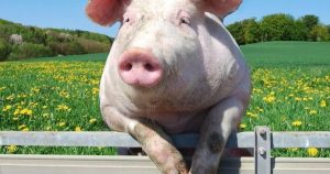 Giá heo hơi hôm nay 21/1: Đồng loạt đi lên, nhiều địa phương đạt mức 77.000 đồng/kg