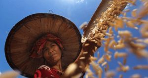 Giá lúa gạo hôm nay 23/1: Giá gạo Việt Nam duy trì ổn định trong bối cảnh nhu cầu không chắc chắn