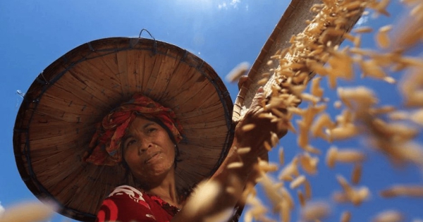 Giá lúa gạo hôm nay 23/1: Giá gạo Việt Nam duy trì ổn định trong bối cảnh nhu cầu không chắc chắn