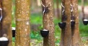 Giá cao su hôm nay 31/1: Đồng loạt đi xuống