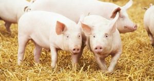 Dự báo giá heo hơi ngày 19/1: Có thể tiếp đà tăng tại khu vực miền Nam