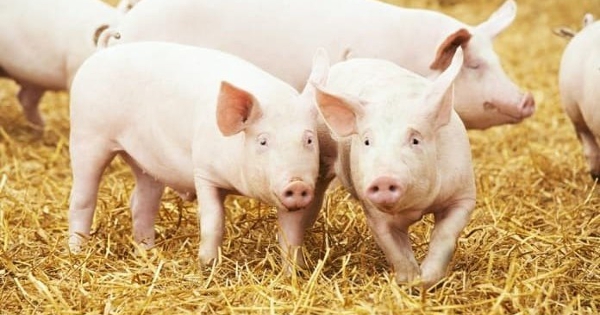 Dự báo giá heo hơi ngày 19/1: Có thể tiếp đà tăng tại khu vực miền Nam