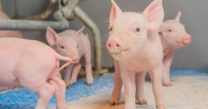 Giá heo hơi hôm nay 15/1: Tiếp đà tăng tại miền Trung và miền Nam