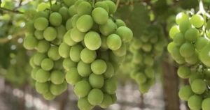 Rau quả Mỹ ồ ạt vào Việt Nam