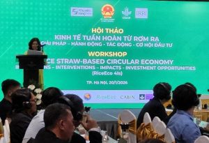 Tái định vị rơm rạ trong chuỗi giá trị nông nghiệp tuần hoàn