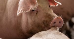 Dự báo giá heo hơi ngày 15/1: Sẽ tiếp tục đi lên