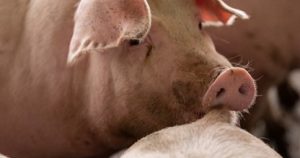 Dự báo giá heo hơi ngày 21/1: Có thể vẫn giữ đà tăng ở nhiều địa phương