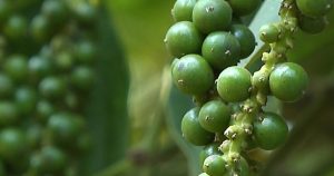 Ngành hồ tiêu 'thắng lớn' giữa năm khó khăn