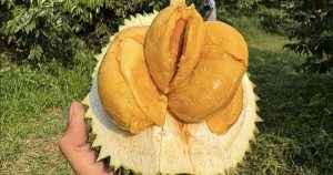 Xuất khẩu rau quả sang Trung Quốc cao kỷ lục gần 5,5 tỷ USD