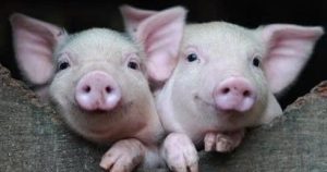 Dự báo giá heo hơi ngày 22/1: Nhu cầu tiêu thụ tăng mạnh, giá heo ở nhiều địa phương sẽ tiếp đà tăng