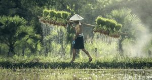 Giá lúa gạo hôm nay 3/2: Giao dịch chậm, thị trường nối dài chuỗi ngày đi ngang