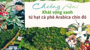 Chiềng An Khát vọng xanh từ hạt cà phê Arabica chín đỏ