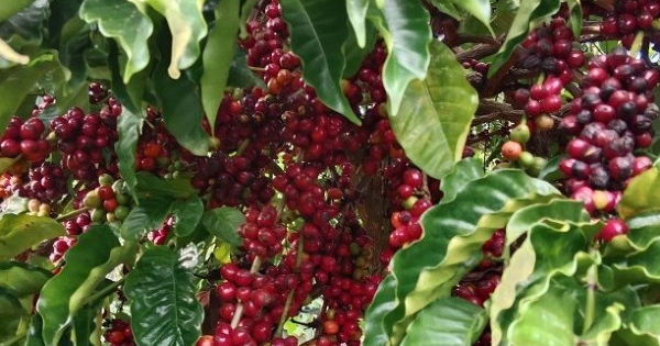 Nhiều nông dân trúng đậm nhờ giá cà phê, sầu riêng neo cao