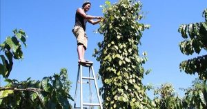 Giá hồ tiêu tăng cao, nông dân phấn khởi