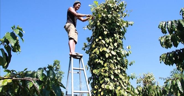 Giá hồ tiêu tăng cao, nông dân phấn khởi
