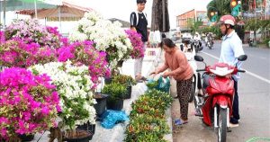 Không bắt buộc có giấy xác nhận khi vận chuyển hoa, kiểng bán Tết