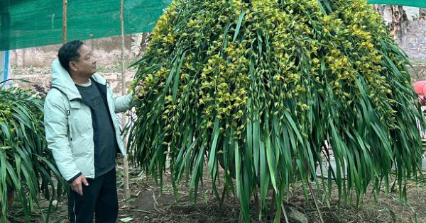 Lan trần mộng giá trăm triệu đồng một chậu 'cháy hàng'