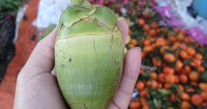 Giá dừa, dứa mini bày mâm ngũ quả tăng gấp 3-5 lần sát Tết