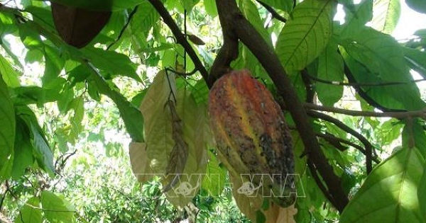 Giá ca cao thế giới có thể sẽ biến động