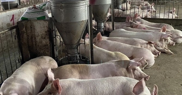 Giá thịt heo giảm sau Tết