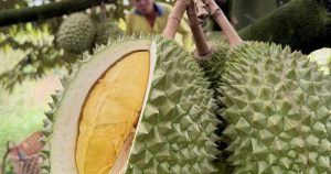 Sầu riêng lên 155.000 đồng một kg, cao nhất 3 năm