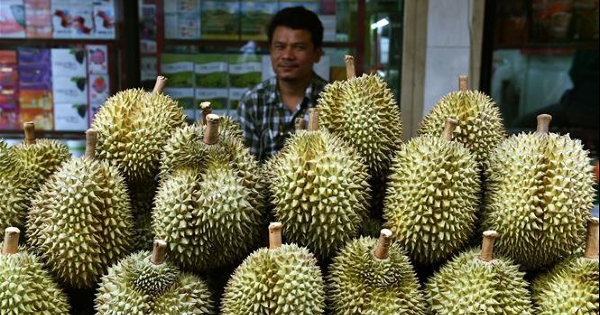 Thị trường nông sản: Thái Lan lên kế hoạch ứng phó với tình trạng dư cung sầu riêng