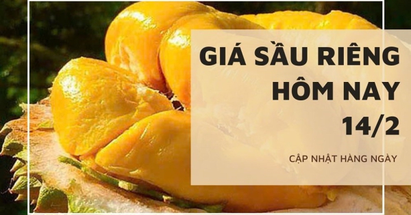 Giá sầu riêng hôm nay 14/2: Tiếp đà lặng sóng, Đắk Lắk giải cứu 2.000 container sầu riêng trước rào cản kỹ thuật
