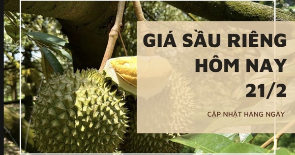 Giá sầu riêng hôm nay 21/2: Tiếp đà lặng sóng, hoàn thiện tiêu chuẩn sản xuất, gia tăng cơ hội vươn ra thế giới