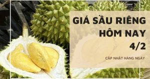 Giá sầu riêng hôm nay 4/2: Tiếp tục chững giá, nguồn cung khan hiếm khiến giao dịch sầu riêng chậm lại
