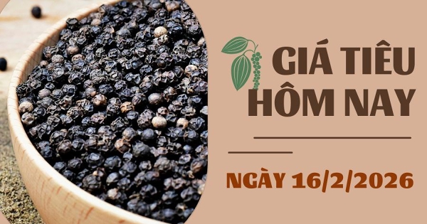 Giá tiêu hôm nay 16/2: Ổn định trong ngày đầu tuần