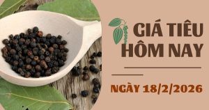 Giá tiêu hôm nay 18/2: Việt Nam đã thu hoạch 20 – 30% sản lượng niên vụ 2025-2026