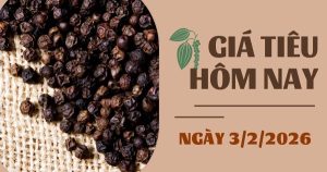 Giá tiêu hôm nay 3/2: Nhập khẩu hồ tiêu Mỹ giảm gần 30%