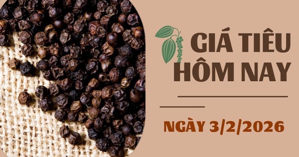 Giá tiêu hôm nay 3/2: Nhập khẩu hồ tiêu Mỹ giảm gần 30%