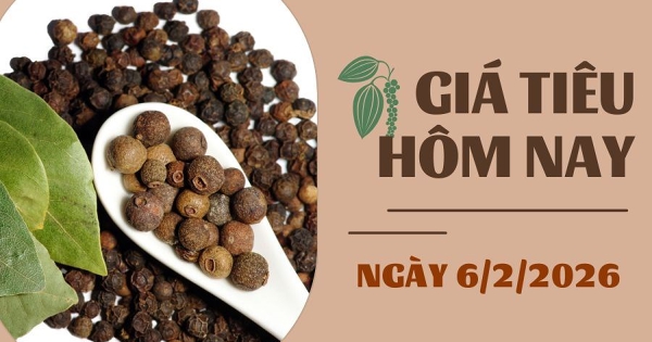 Giá tiêu hôm nay 6/2: Giảm nhẹ 500 đồng/kg tại Bà Rịa – Vũng Tàu