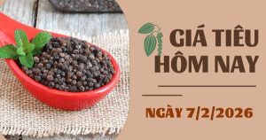 Giá tiêu hôm nay 7/2: Trong nước tiếp tục giảm, thế giới ghi nhận tăng nhẹ ở Malaysia