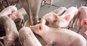 Giá heo hơi tăng gần gấp đôi từ đáy 5 năm, cú điều chỉnh có thể xảy ra sau Tết?