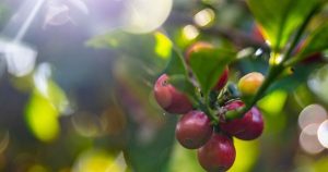 ICO: Giao dịch trầm lắng, giá cà phê toàn cầu tiếp tục giảm trong tháng đầu năm